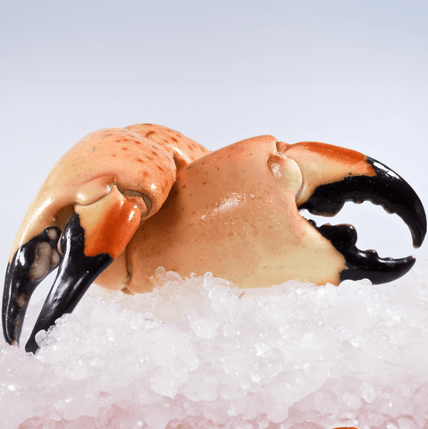 Stone Crab fort myers