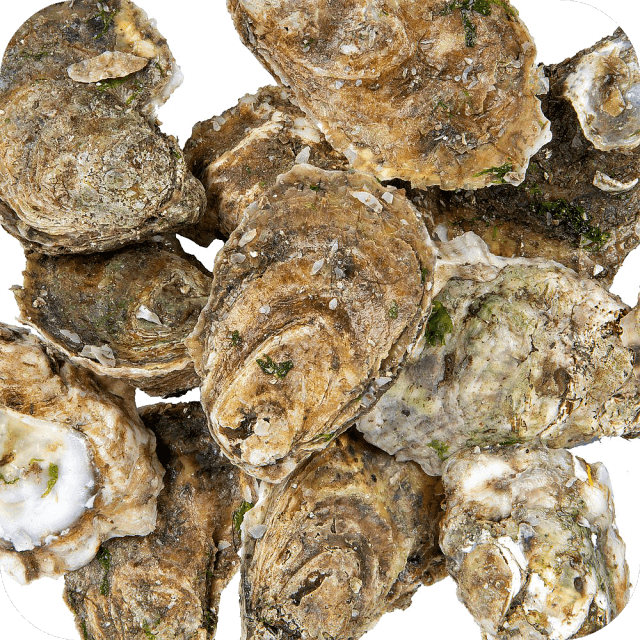 
                  
                    Oysters - Fresh Catch Fish Co.
                  
                